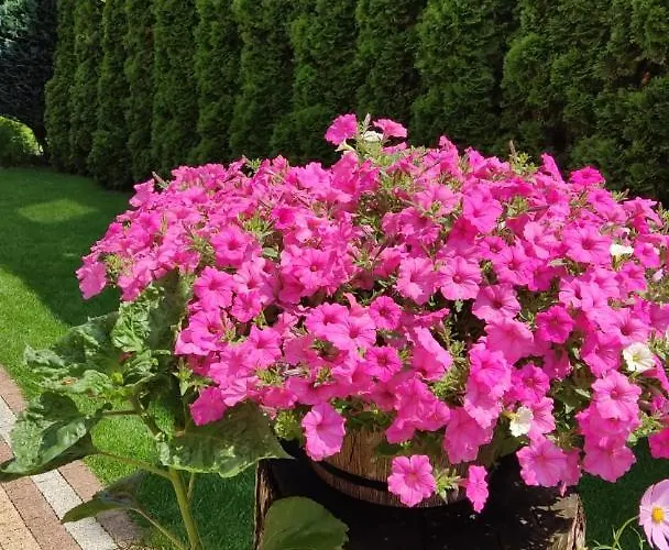 Blanka Orman Evi Jastarnia